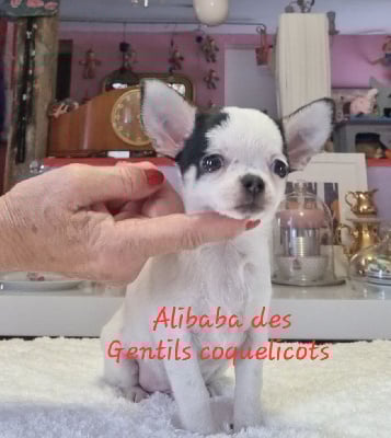 Les chiots de Chihuahua