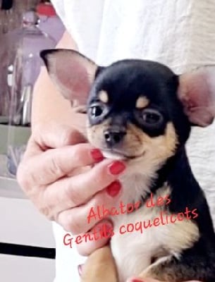 Les chiots de Chihuahua