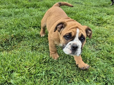 Les chiots de Bulldog continental