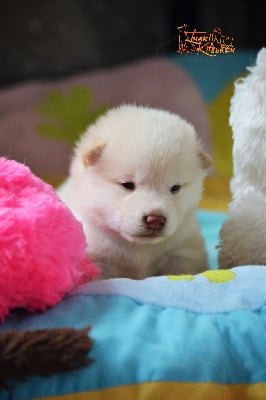 Shiba
