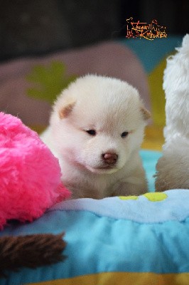 Shiba