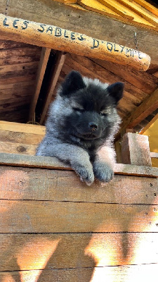 Les chiots de Eurasier