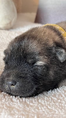 Les chiots de Eurasier