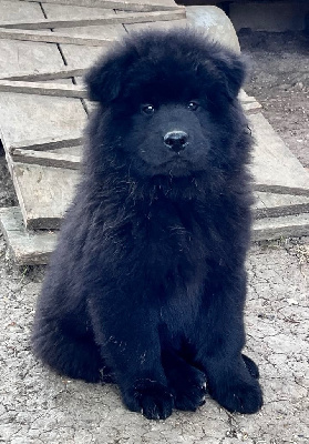 Les chiots de Eurasier