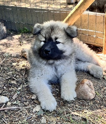 Les chiots de Eurasier