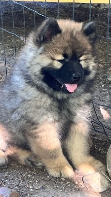 Les chiots de Eurasier