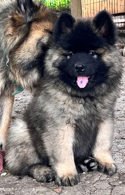Les chiots de Eurasier