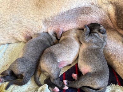 Les chiots de Mastiff