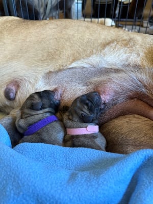 Les chiots de Mastiff