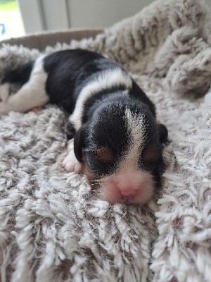 Cavalier King Charles Spaniel