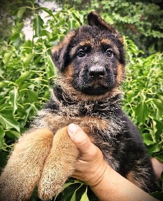 Les chiots de Berger Allemand