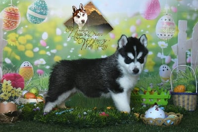 Les chiots de Siberian Husky