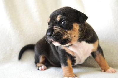 Les chiots de American Staffordshire Terrier