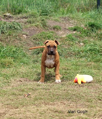 Van Gogh - American Staffordshire Terrier