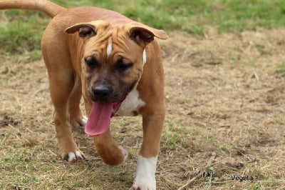 Vegeta - American Staffordshire Terrier
