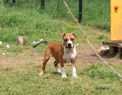 Voltaire - American Staffordshire Terrier