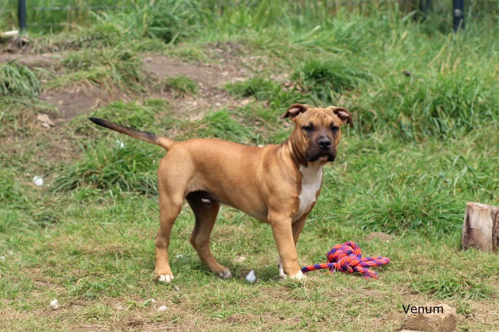 Venum - American Staffordshire Terrier
