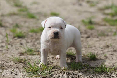 Les chiots de Staffordshire Bull Terrier