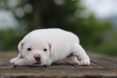 Les chiots de Staffordshire Bull Terrier