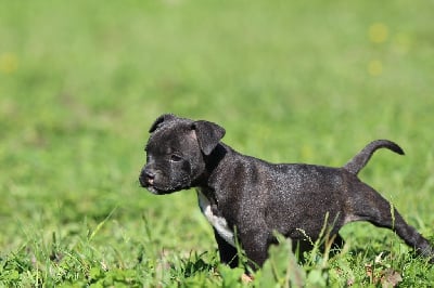 Femelle bec de lièvre - Staffordshire Bull Terrier
