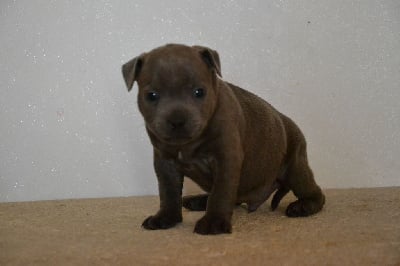 Les chiots de Staffordshire Bull Terrier