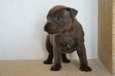 Les chiots de Staffordshire Bull Terrier