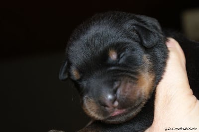 Les chiots de Berger de Beauce