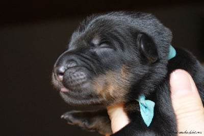 Les chiots de Berger de Beauce