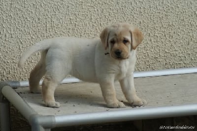 Les chiots de Labrador Retriever