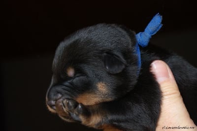 Les chiots de Berger de Beauce