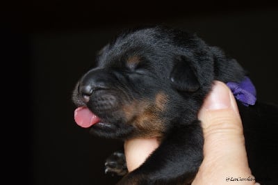 Les chiots de Berger de Beauce