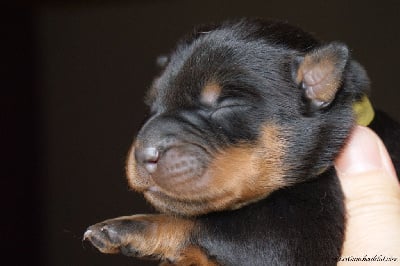 Les chiots de Berger de Beauce