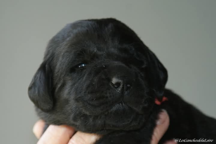 CHIOT - Labrador Retriever