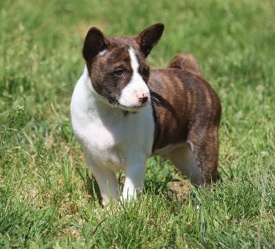 Les chiots de Basenji