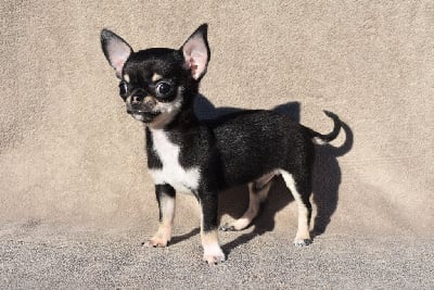 Les chiots de Chihuahua