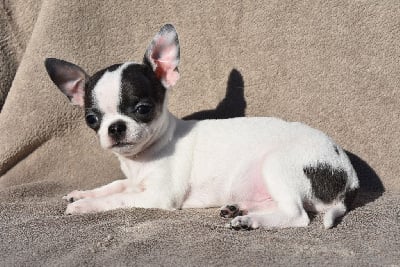 Les chiots de Chihuahua