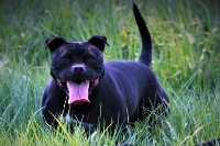 Étalon Staffordshire Bull Terrier - N'kali Des Guerriers Pacifiques