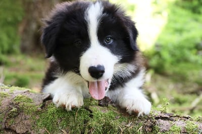Les chiots de Border Collie