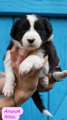Les chiots de Border Collie