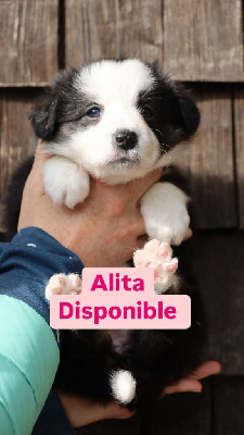Les chiots de Border Collie