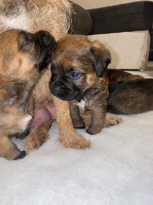 Les chiots de Border Terrier