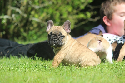 Les chiots de Bouledogue français