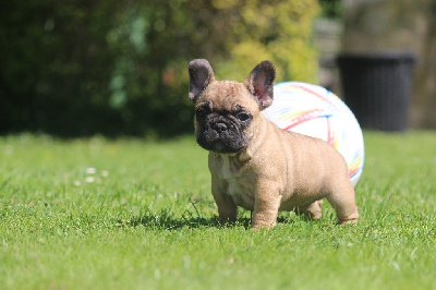 Les chiots de Bouledogue français