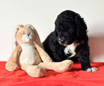 Les chiots de Barbet