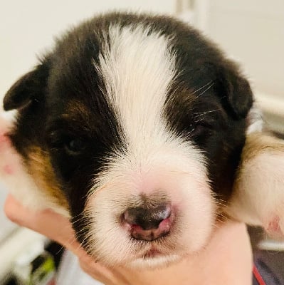 Les chiots de Berger Australien