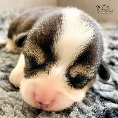 Les chiots de Welsh Corgi Pembroke