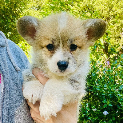 Les chiots de Welsh Corgi Pembroke