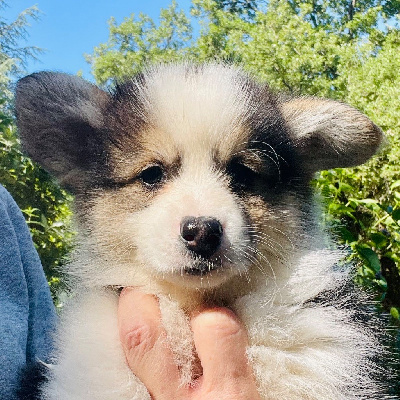 Les chiots de Welsh Corgi Pembroke