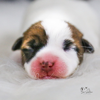 CHIOT - Jack Russell Terrier