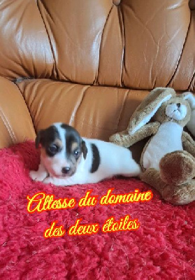 Les chiots de Jack Russell Terrier